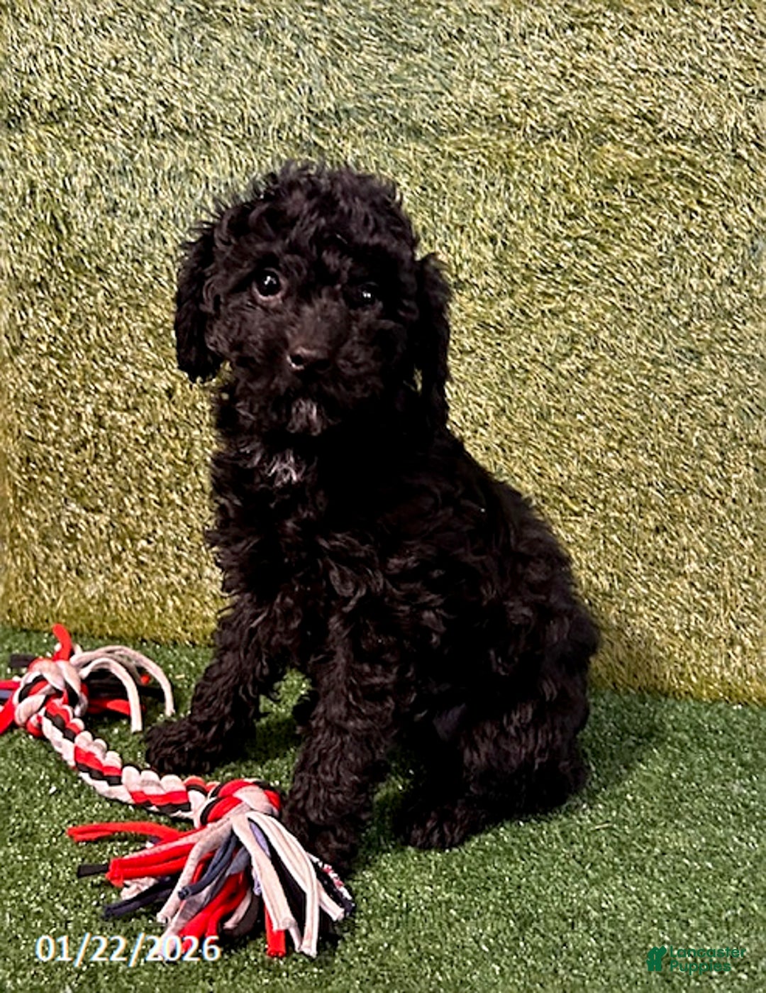Miniature Poodle dogs for sale: Pippa - Ad 2