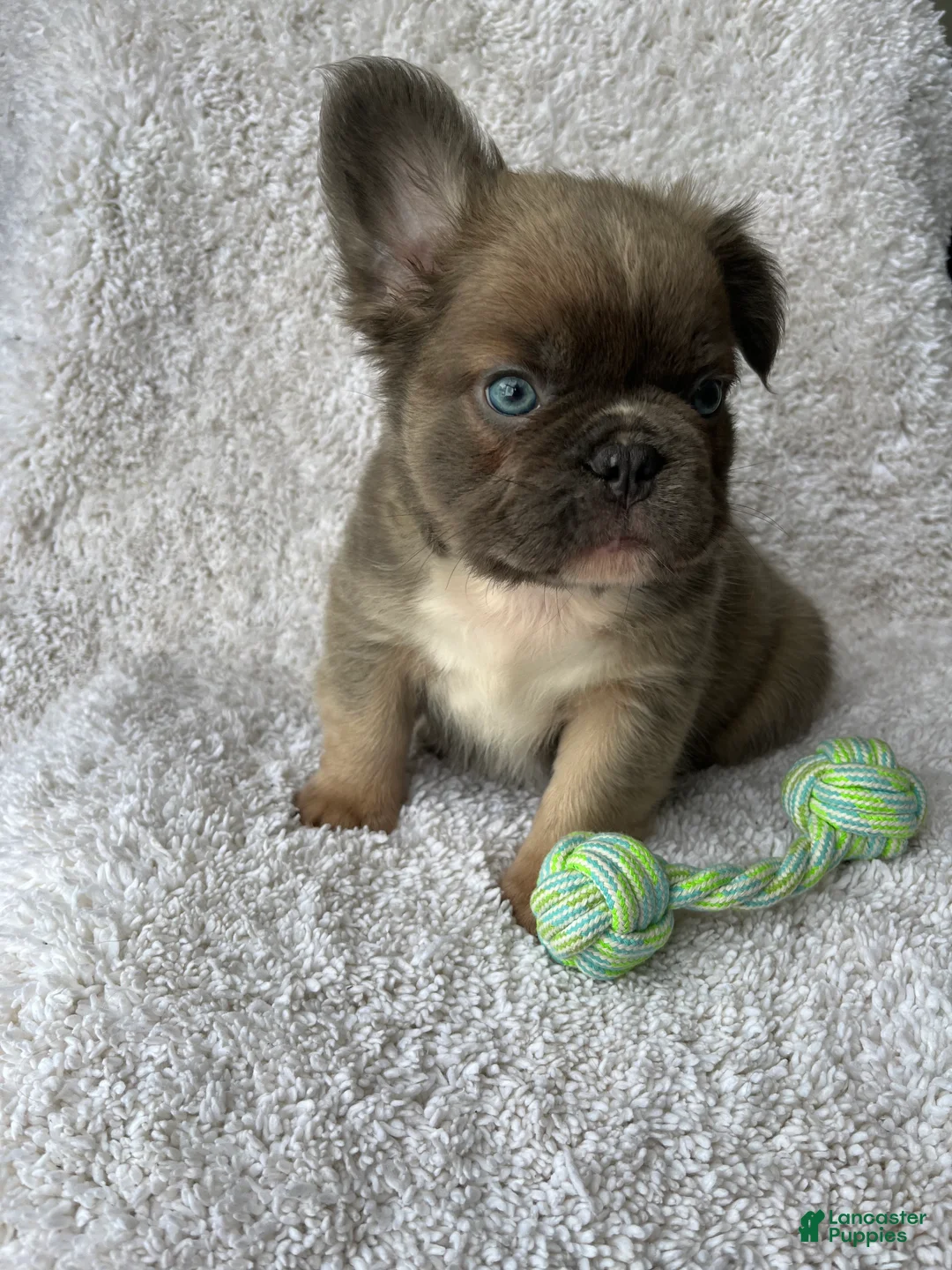 French Bulldog dogs for sale: Duke - Ad 2
