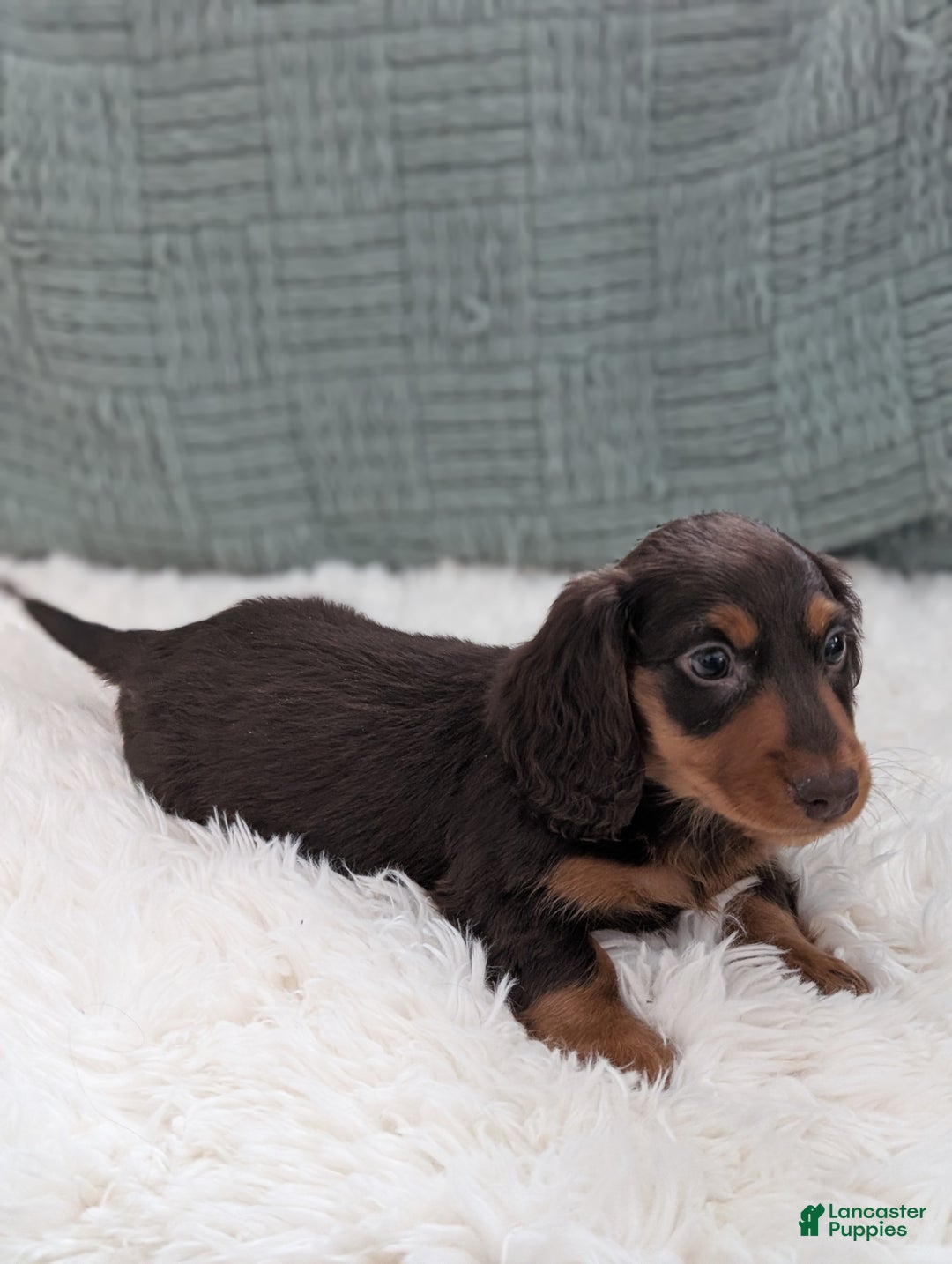 Miniature Dachshund dogs for sale: Chestnut  - Ad 7