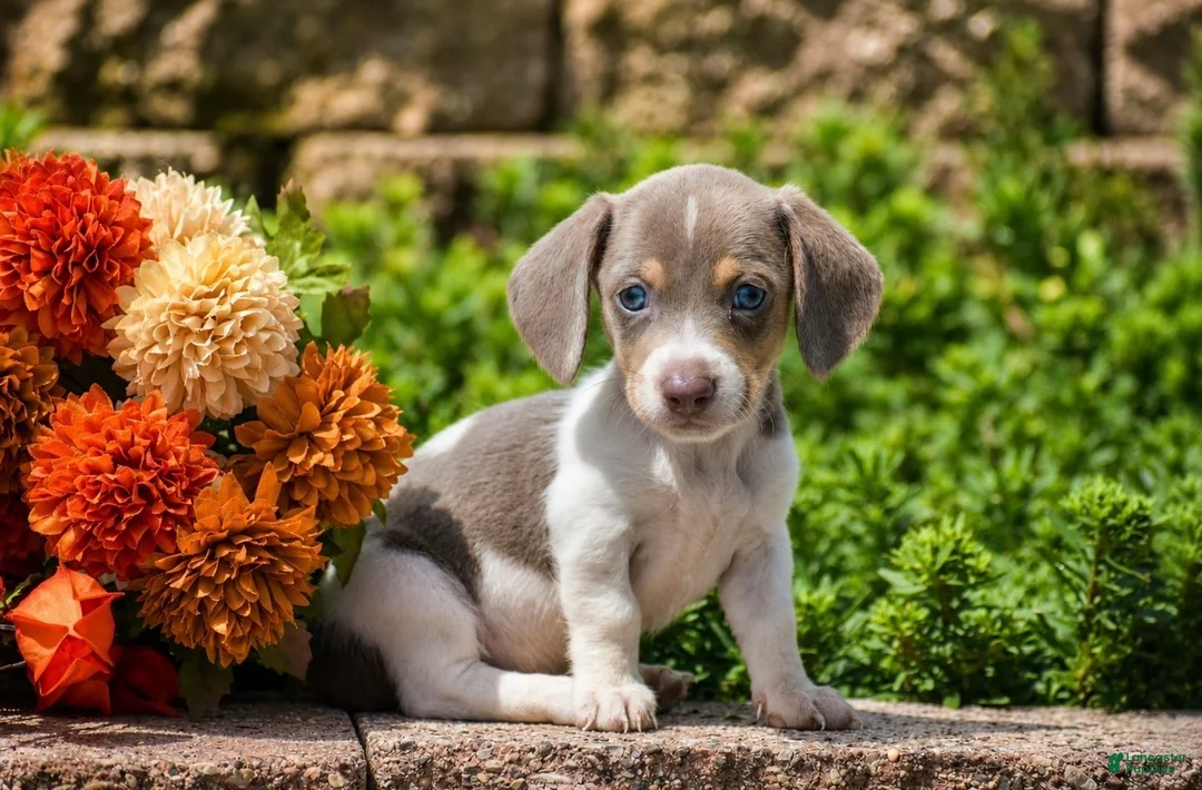 Miniature Dachshund dogs for sale: Tux - Mini - Ad 2