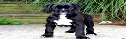 Boxer dogs for sale: Beauty  - Ad 3