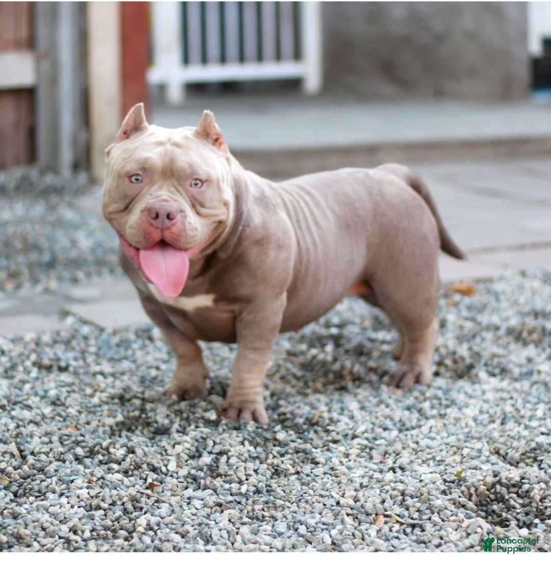 American Bully dogs for sale: Ghost American Bully  - Ad 6