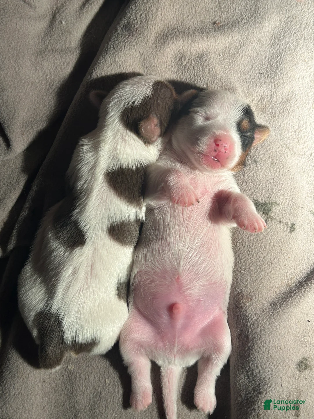 Yorkshire Terrier dogs for sale: Yorkshire Terrier Puppy 2 - Ad 2