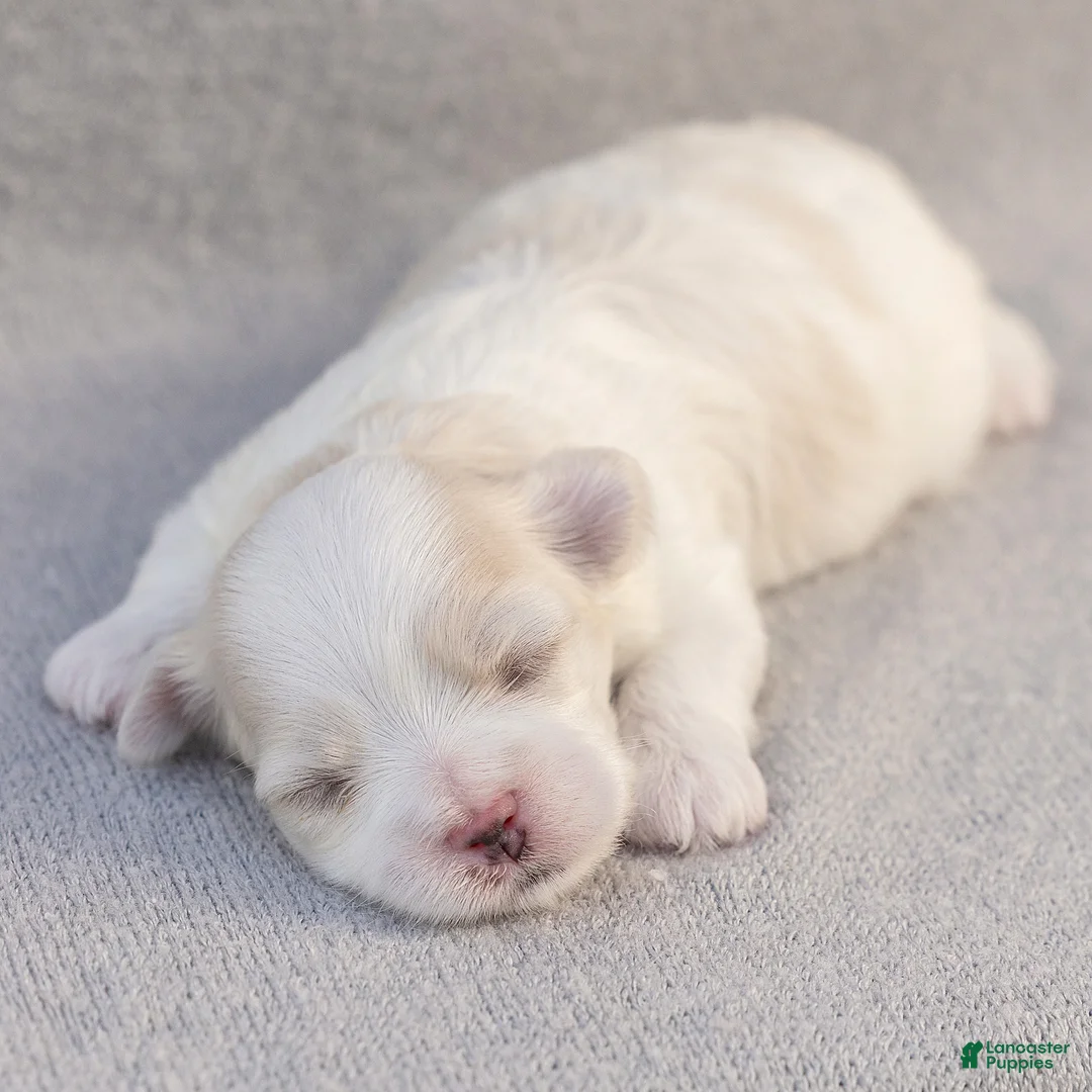 Maltese dogs for sale: Lacie Maltese  - Ad 2