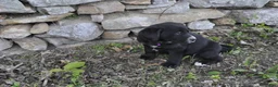 Mixed Breed dogs for sale: Blossom - Ad 3