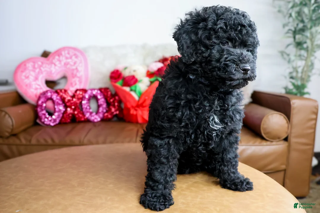 Goldendoodle dogs for sale: ASTRO - Ad 2