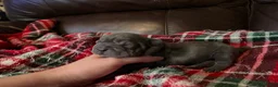 Shar Pei dogs for sale: Marvel - Ad 3