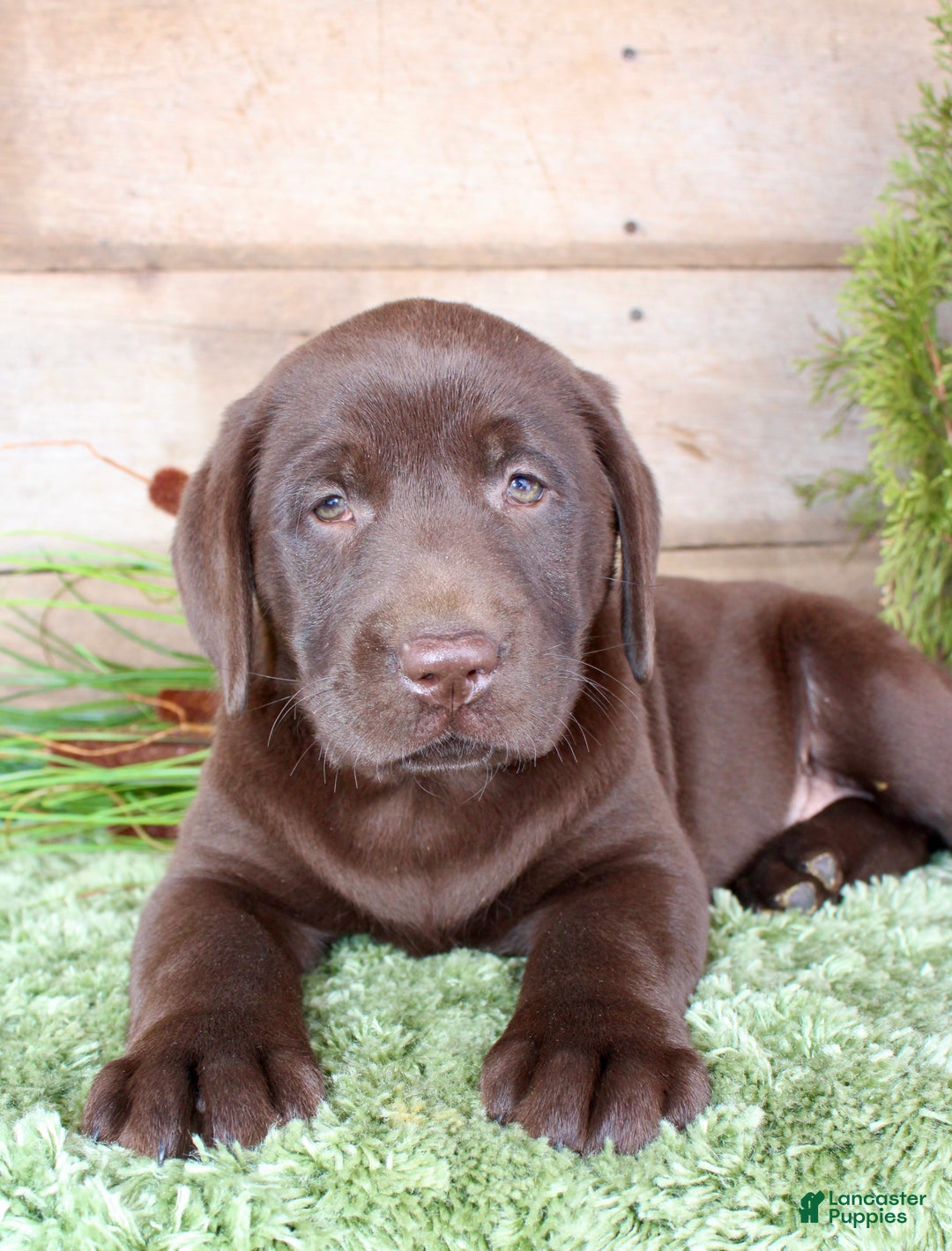 Labrador Retriever dogs for sale: Whinchester  - Ad 2