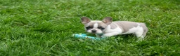 French Bulldog dogs for sale: Ava Belle (Lilac Fawn & White) - Ad 9