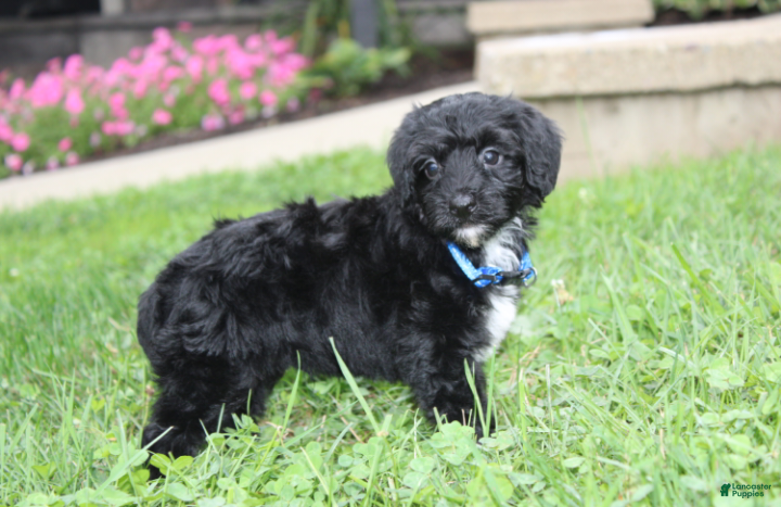 Yorkiepoo dogs Ranger  - Ad 2
