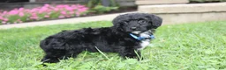 Yorkiepoo dogs for sale: Ranger  - Ad 14
