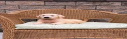 Golden Retriever dogs for sale: Georgia - Ad 4