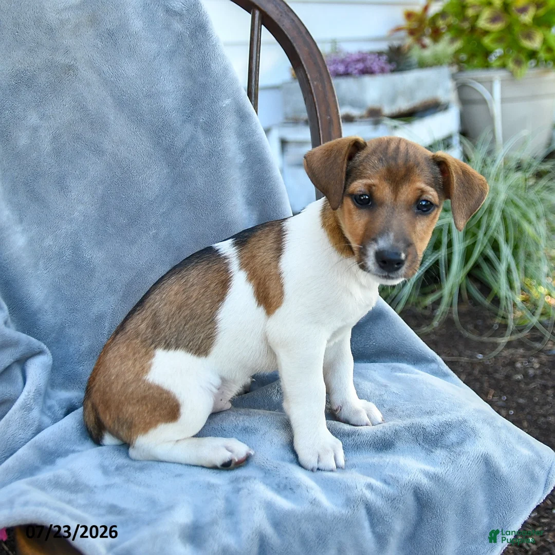 Jack Russell Terrier dogs for sale: Nolan - Ad 3