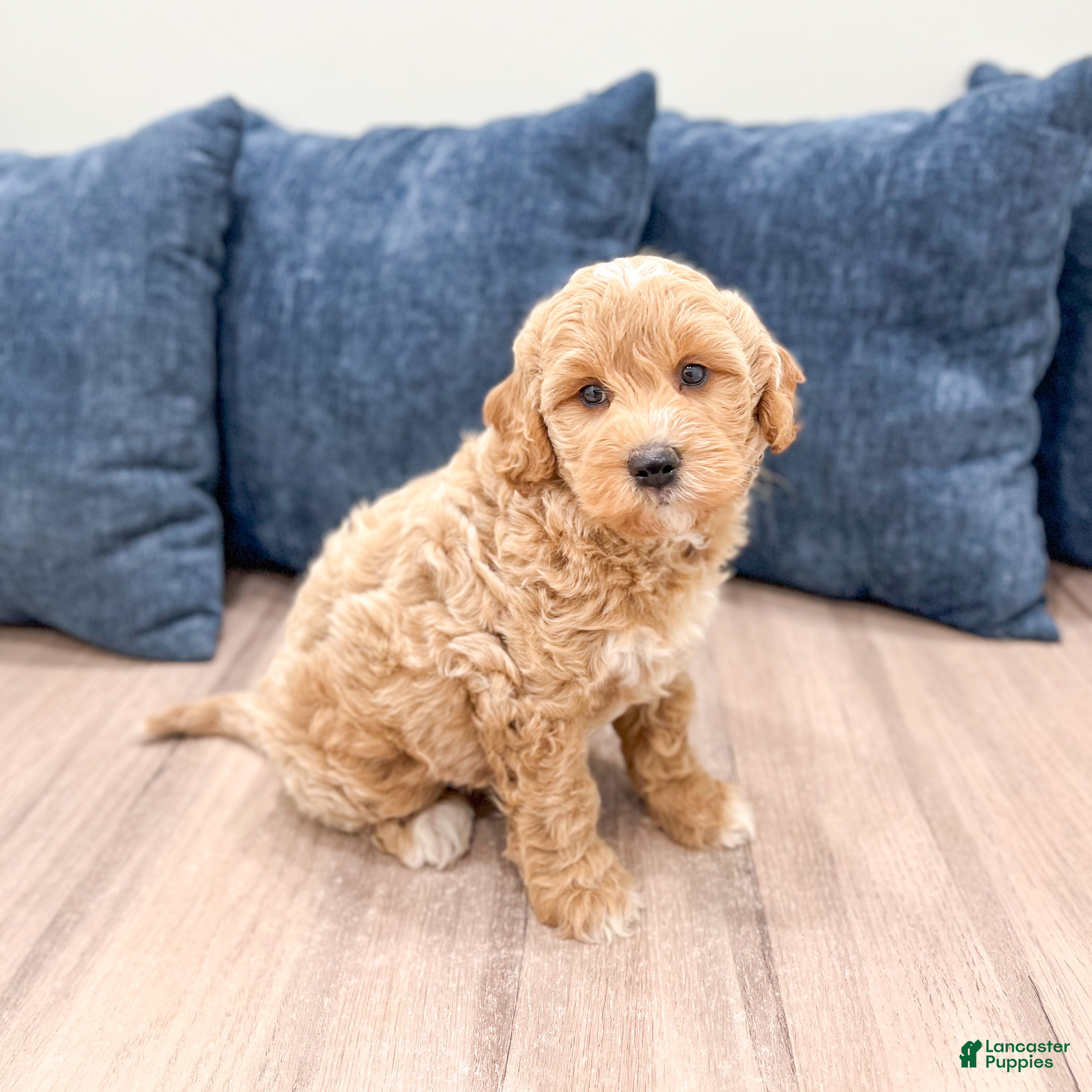 Mini Goldendoodle dogs Gus - Ad 2