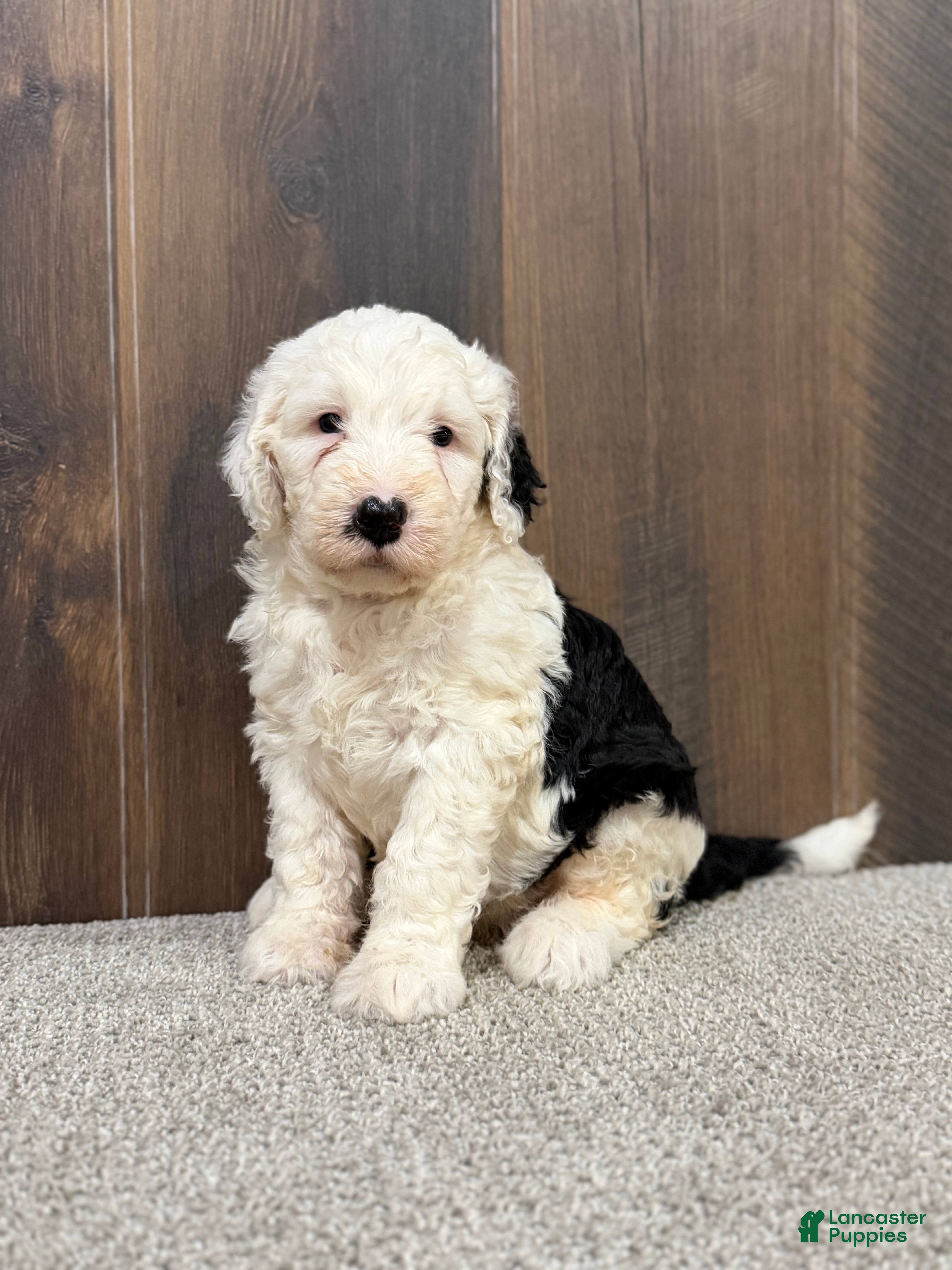 Sheepadoodle dogs Candy - Ad 2