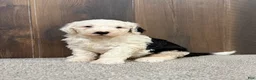 Sheepadoodle dogs for sale: Candy - Ad 2