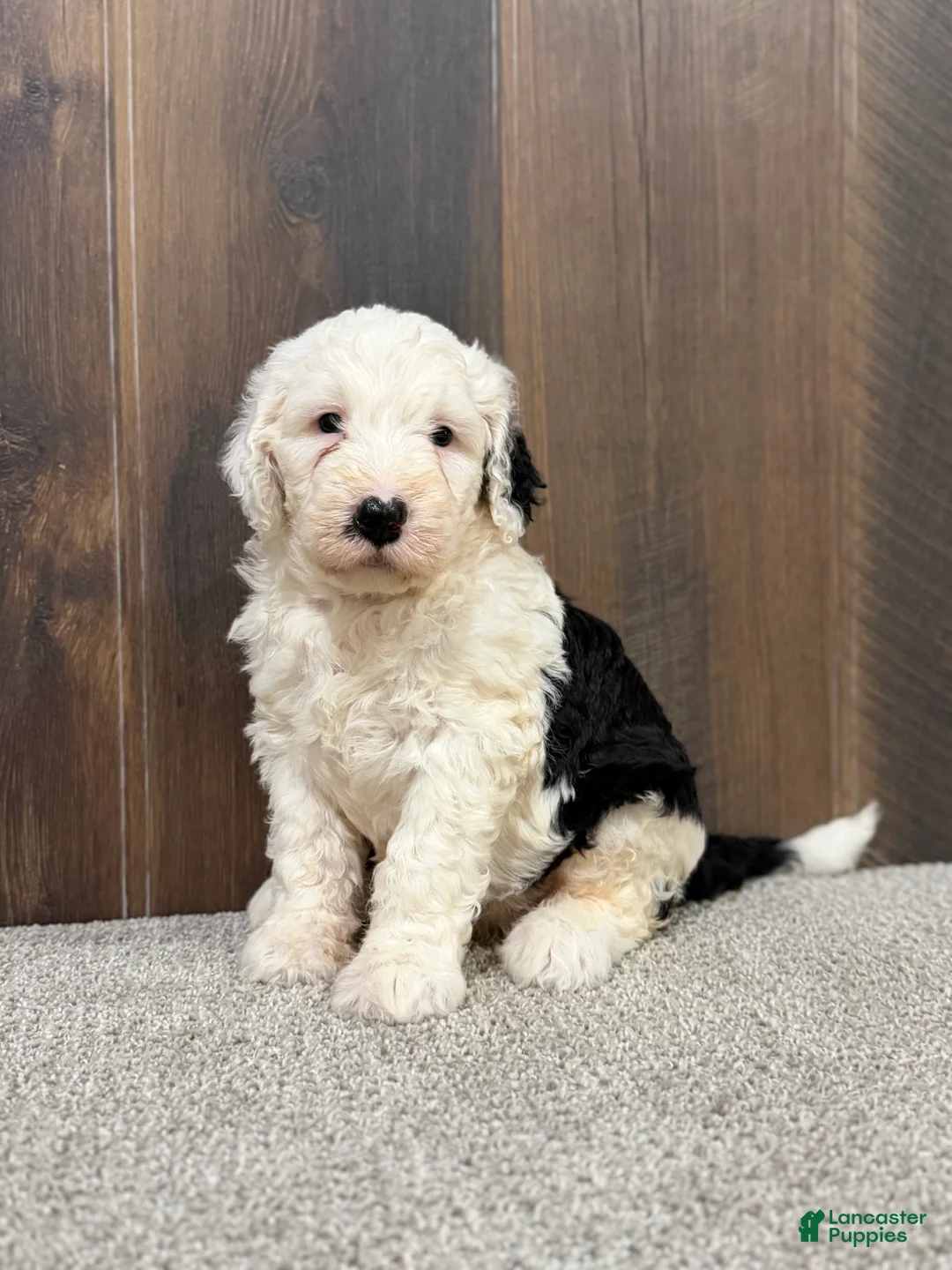 Sheepadoodle dogs for sale: Candy - Ad 2