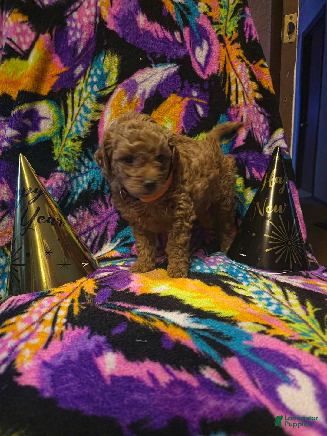 Mini Goldendoodle dogs for sale: Nova - Ad 4