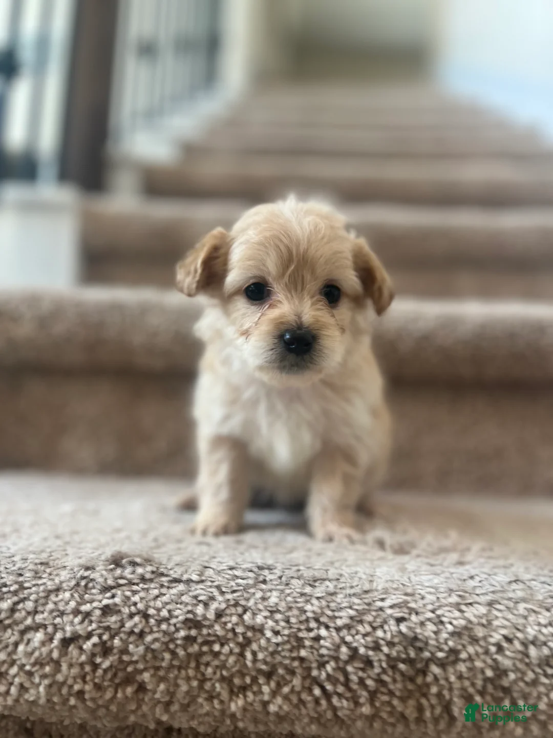 Maltipoo dogs for sale: Charly - Ad 1