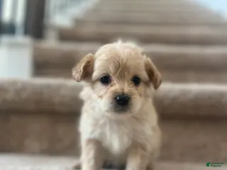 Maltipoo dogs Charly - Ad 13