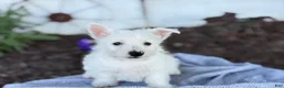 West Highland Terrier dogs for sale: Bentley - Ad 16