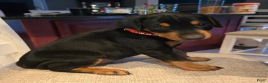 Doberman Pinscher Puppy 3