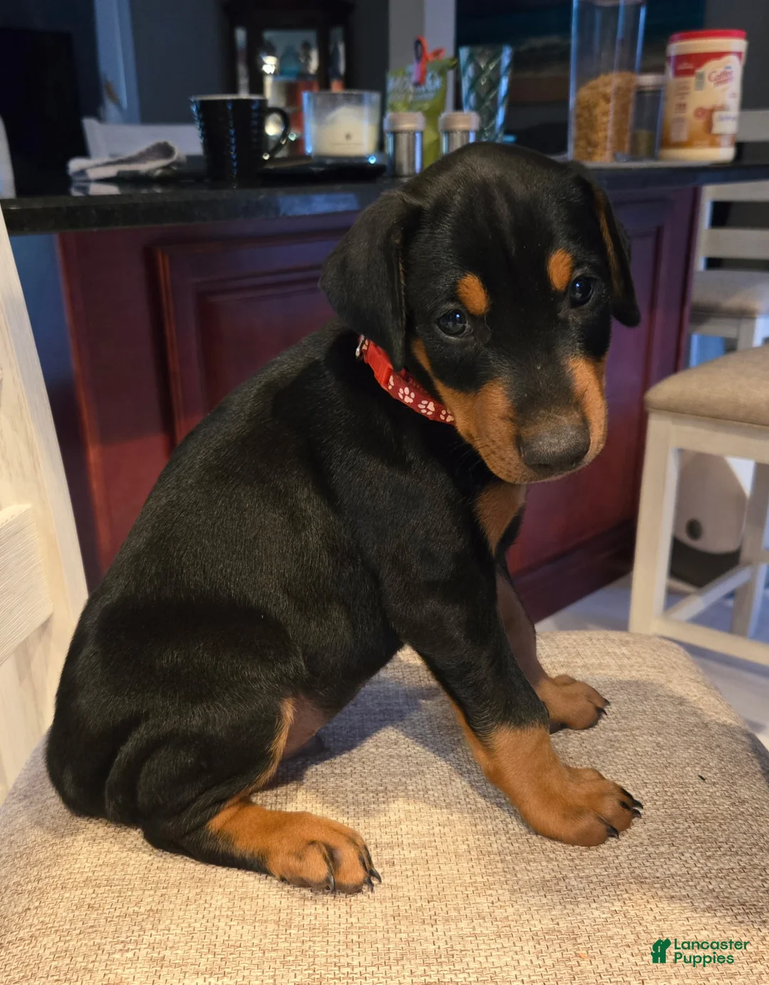 Doberman Pinscher dogs for sale: Doberman Pinscher Puppy 3 - Ad 1