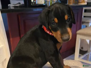 Doberman Pinscher dogs for sale: Doberman Pinscher Puppy 3 - Ad 3