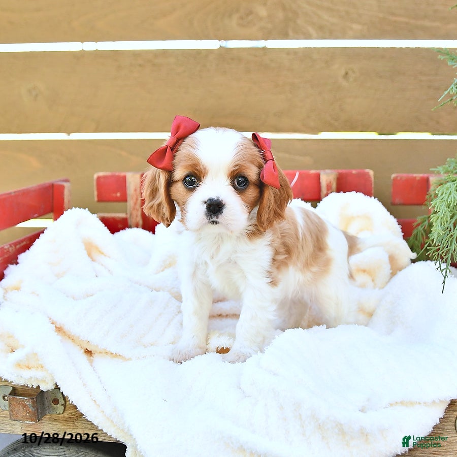 Cavapoo dogs for sale: Harper - Ad 1