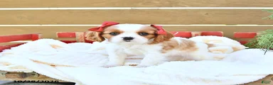 Harper