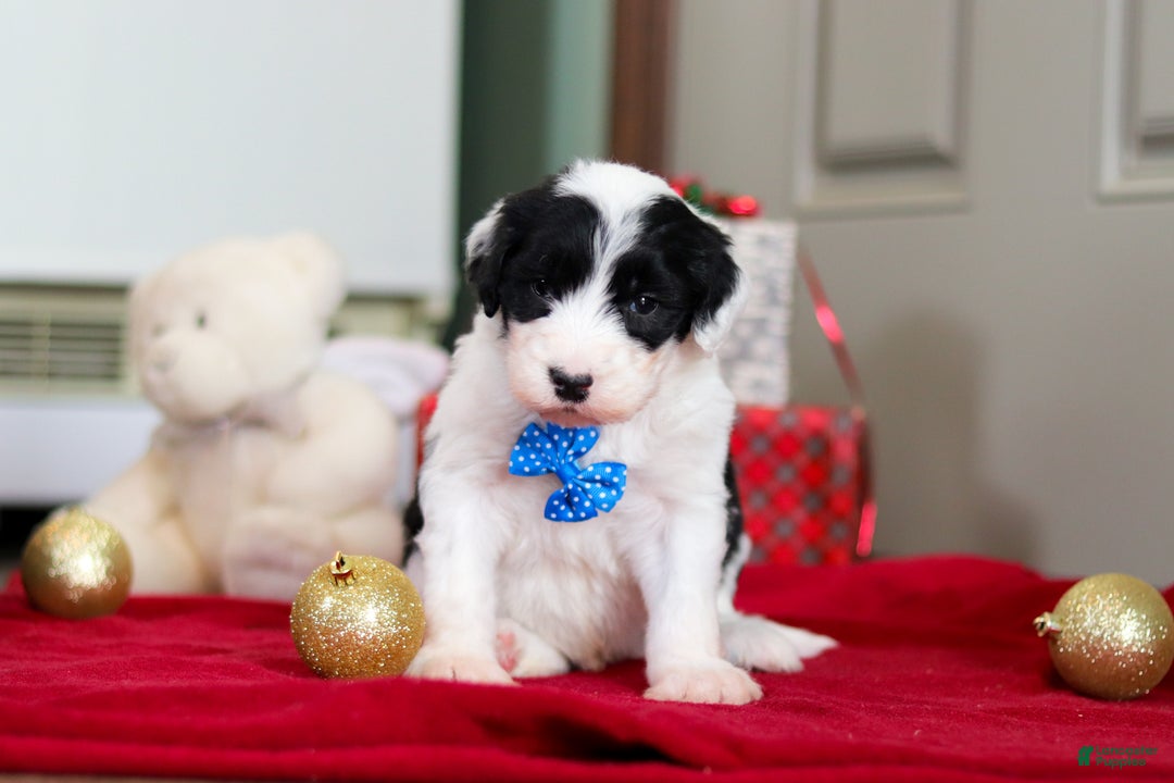 Sheepadoodle dogs for sale: Leo - Ad 3