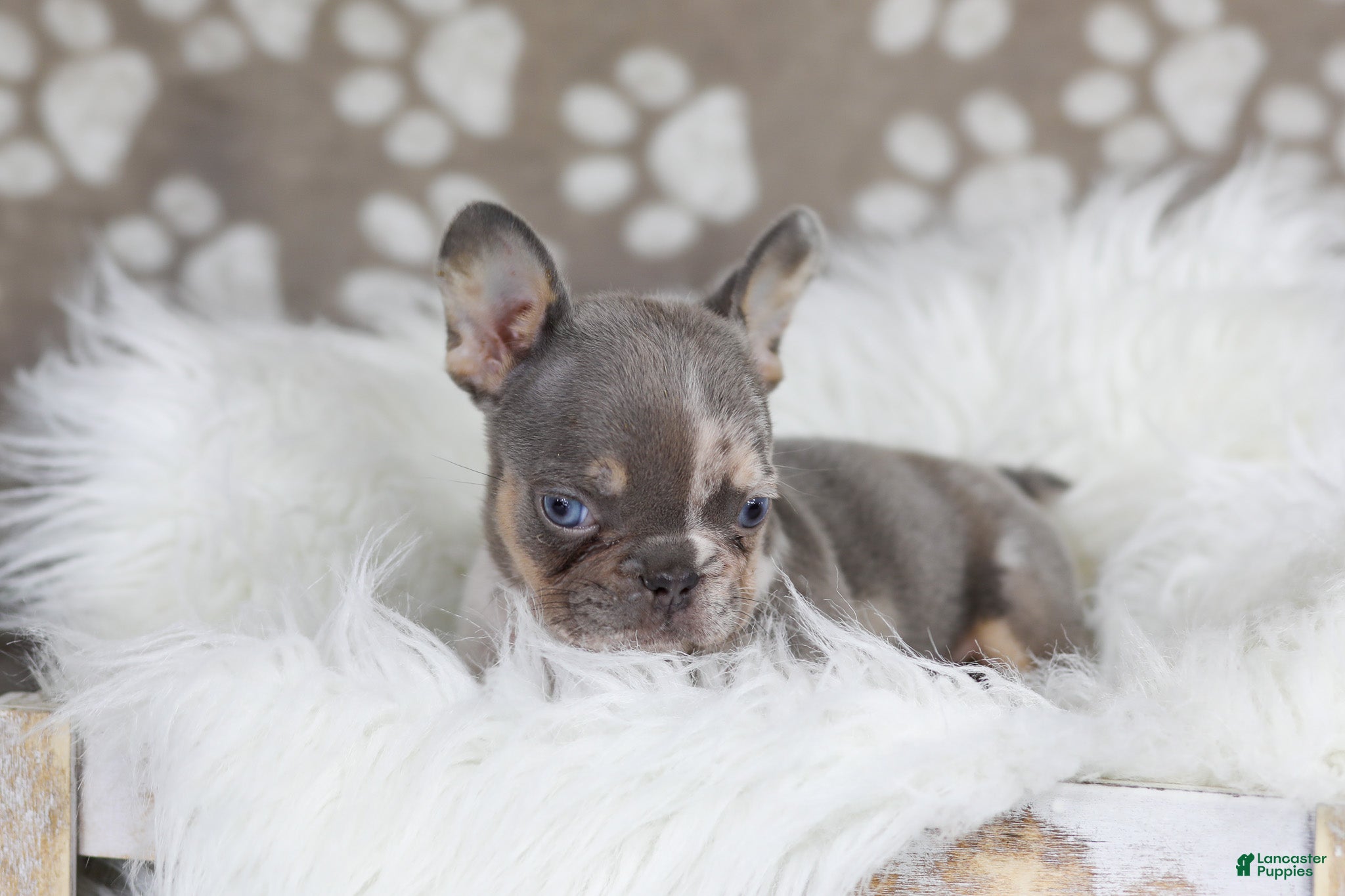French Bulldog dogs Poppy - Ad 2