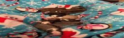 Boston Terrier dogs for sale: Sleepy-Brindle& white - Ad 5