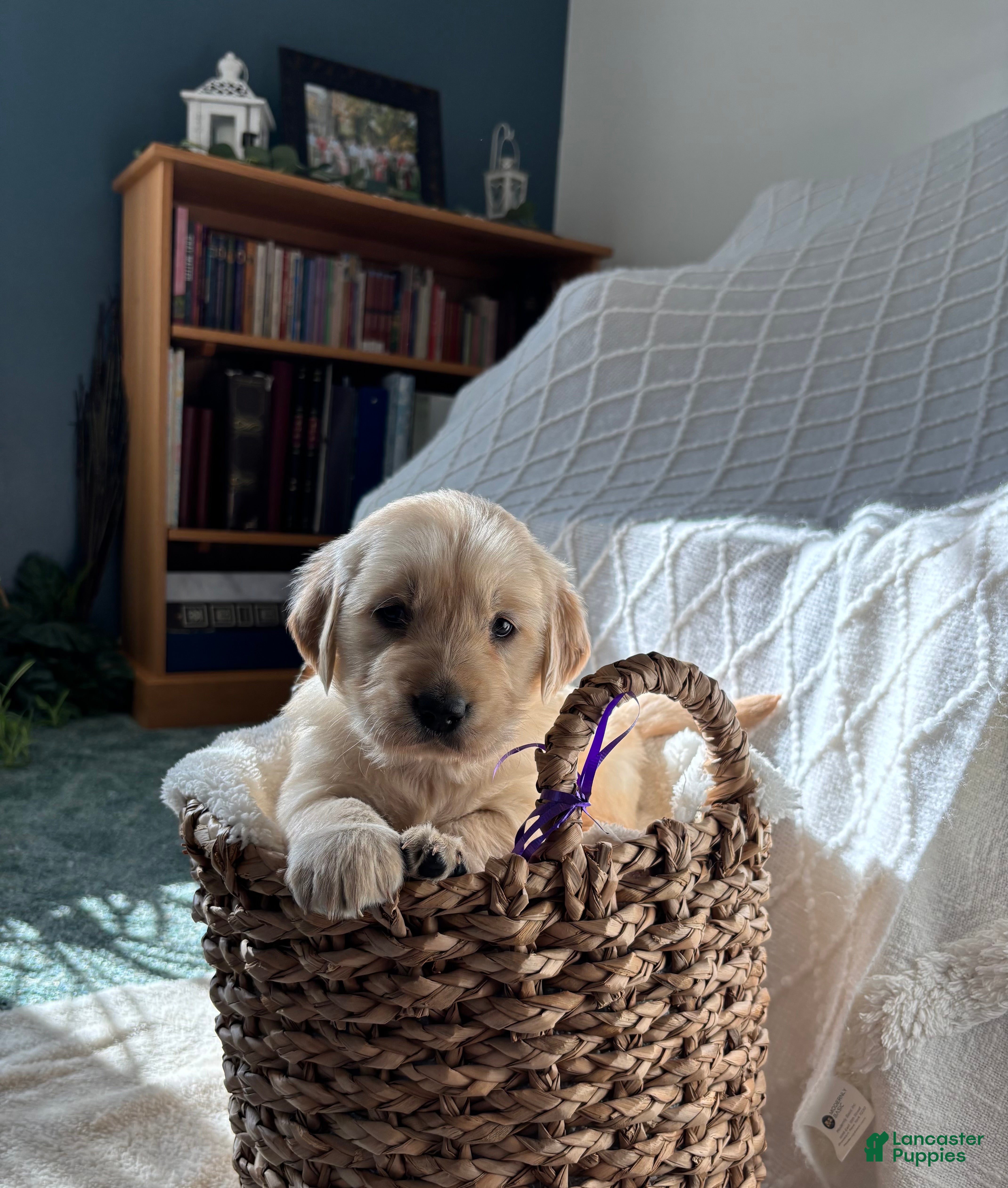 Golden Retriever dogs Emmy - Ad 4