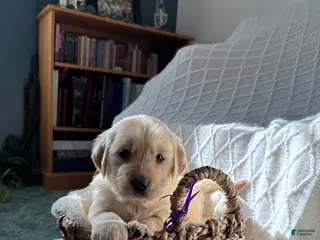 Golden Retriever dogs Emmy - Ad 4