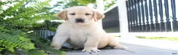 Golden Retriever dogs for sale: Spencer - Ad 3