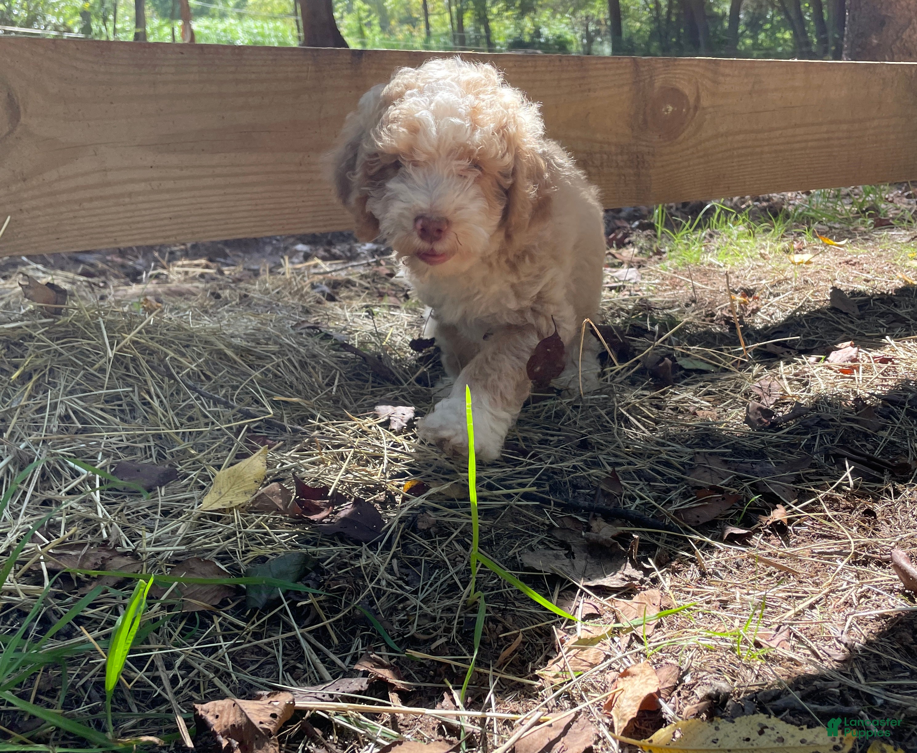 Mini Aussiedoodle dogs Latte  - Ad 2