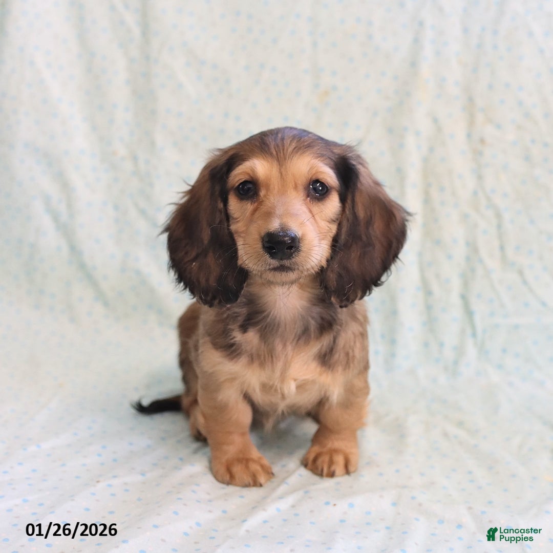 Miniature Dachshund dogs for sale: Janet - Ad 1