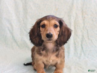 Miniature Dachshund dogs Janet - Ad 14