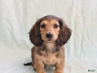 Miniature Dachshund dogs Janet - Ad 19
