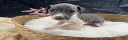 Italian Greyhound dogs for sale: Italian Greyhound 4 - Ad 4