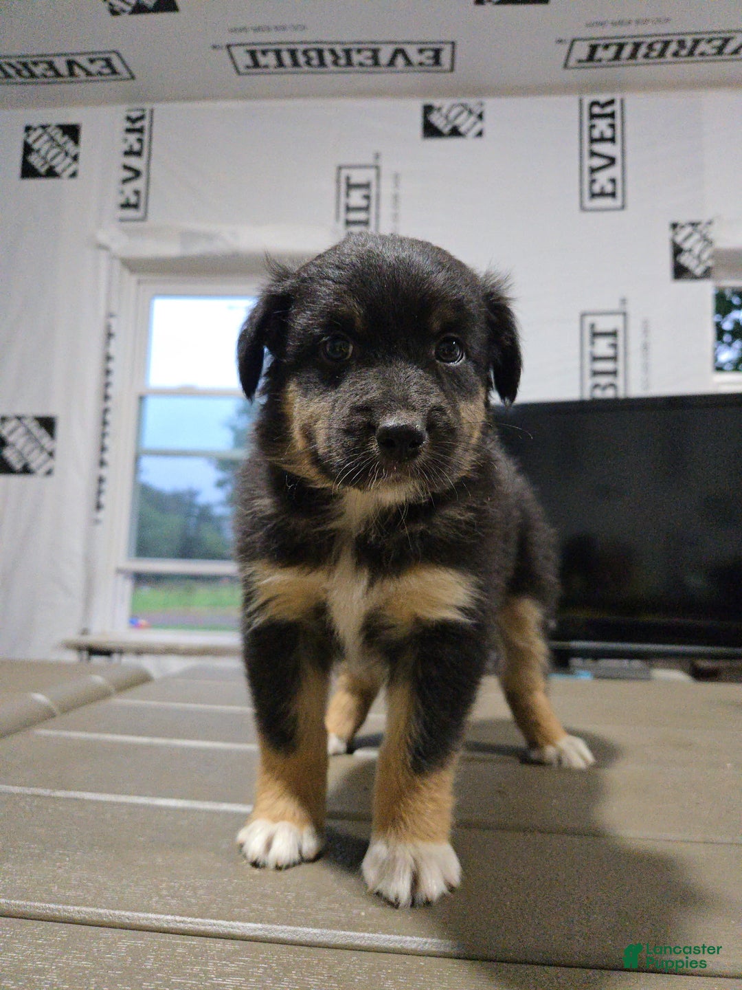 Australian Shepherd dogs for sale: Australian Shepherd Puppy 8 - Ad 4