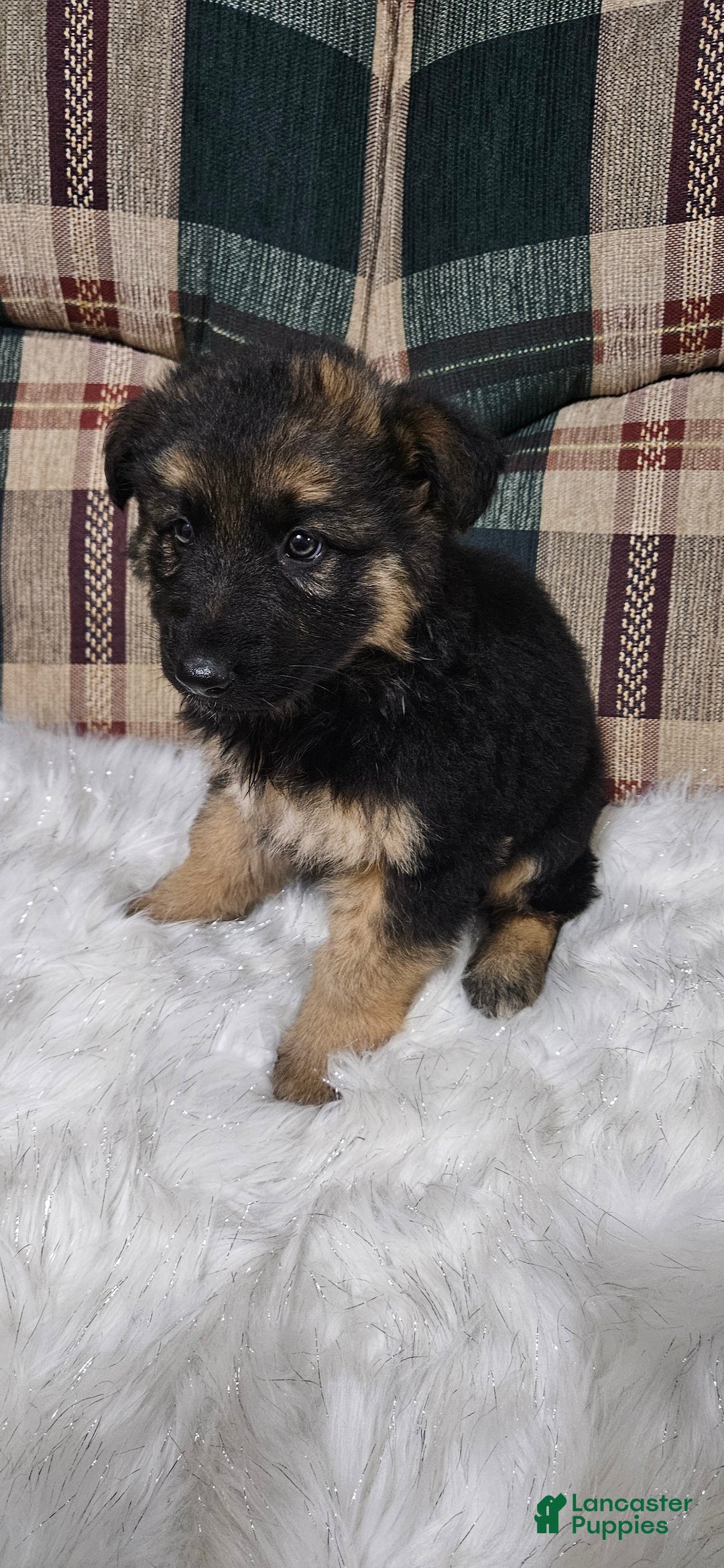 German Shepherd dogs for sale: Coco - Ad 8