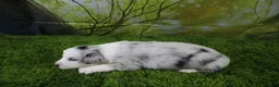 Miniature Australian Shepherd dogs for sale: America - Ad 2