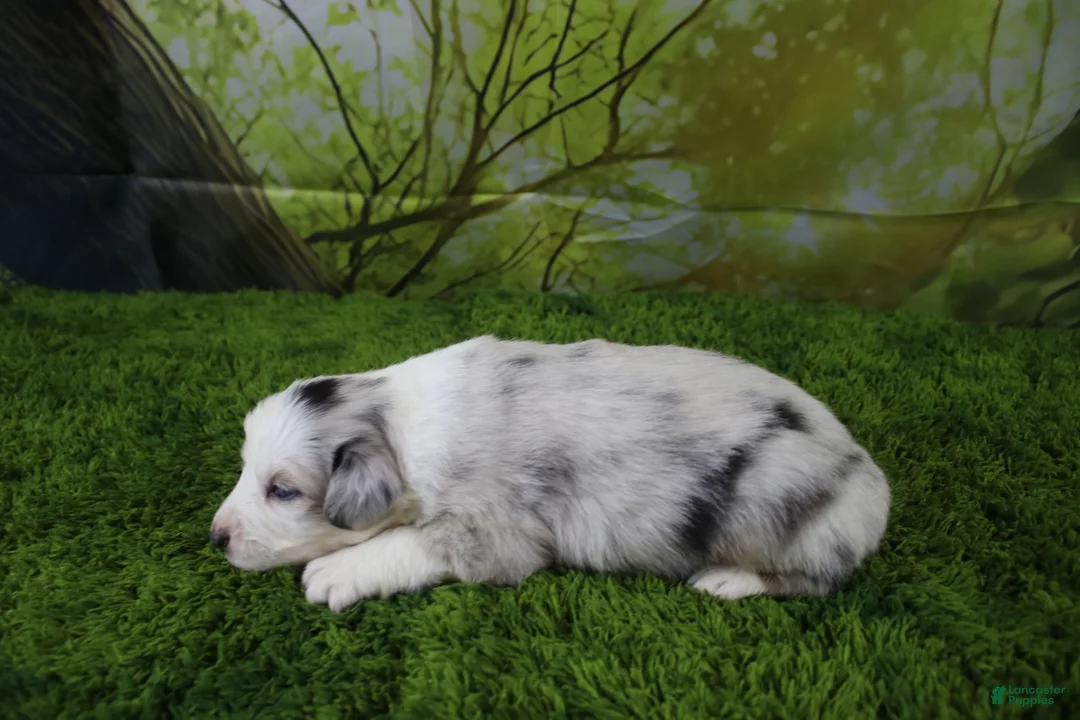 Miniature Australian Shepherd dogs for sale: America - Ad 2