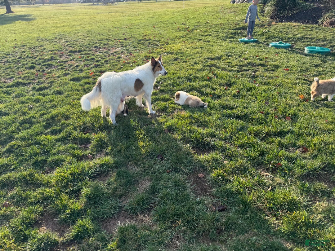 Collie dogs for sale: Collie Puppy 7 - Ad 7