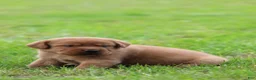 Labrador Retriever dogs for sale: Labrador Retriever 3 - Ad 6