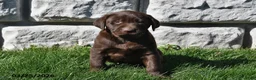Labrador Retriever dogs for sale: Cash - Ad 3