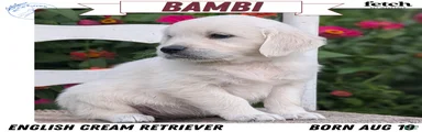 Bambi