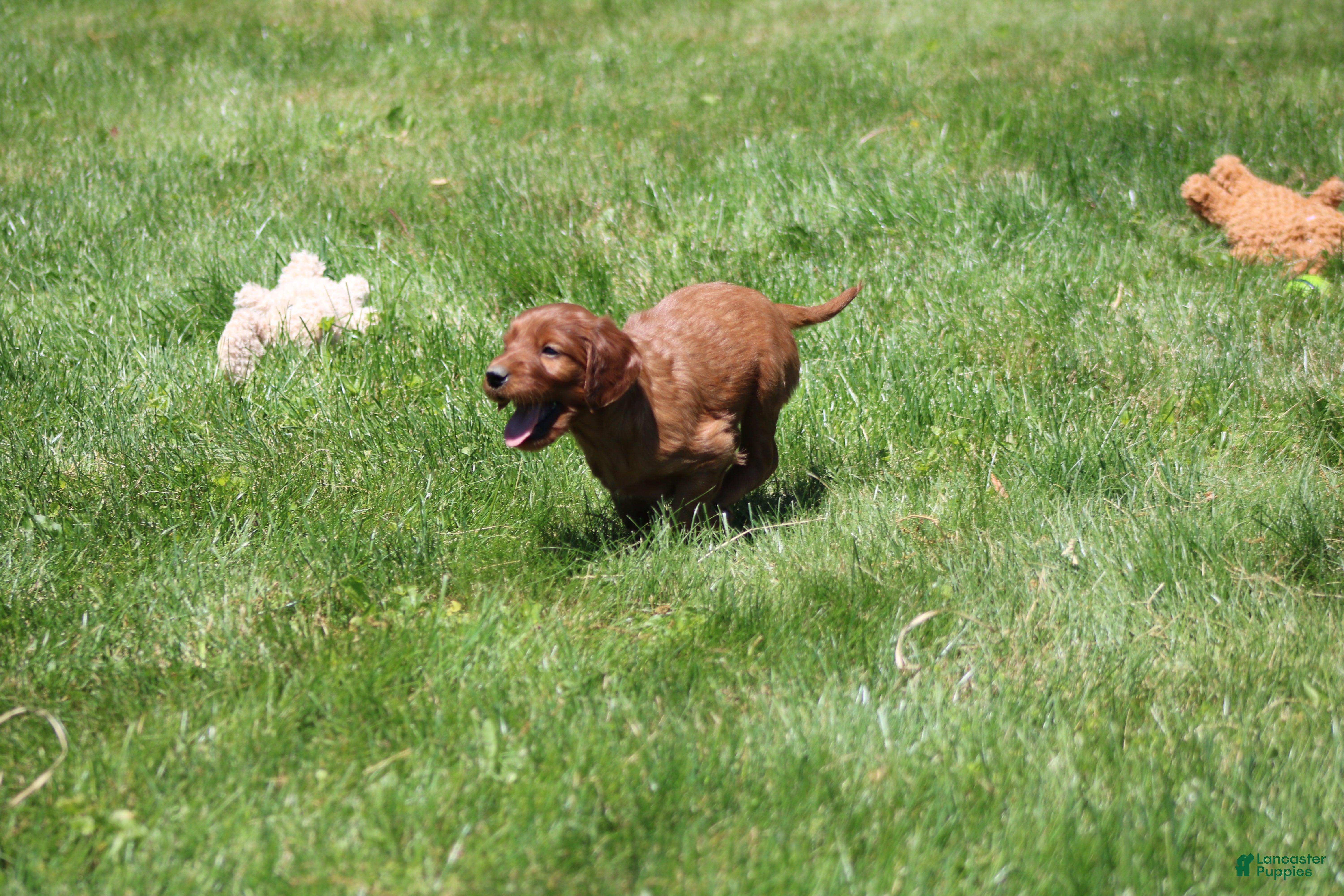 Irish Setter dogs for sale: Harley - Ad 5